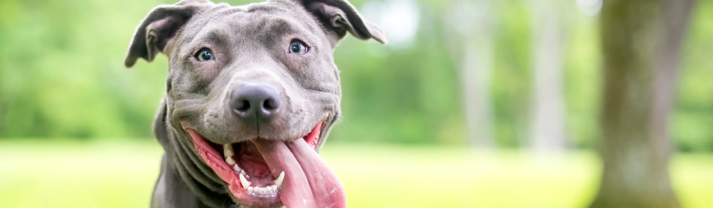 dog leaning on fence and smiling